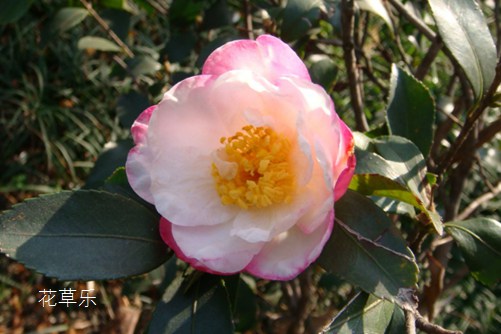 茶梅叶子掉落怎么办？叶似茶，花如梅，料峭冬寒迎雪绽