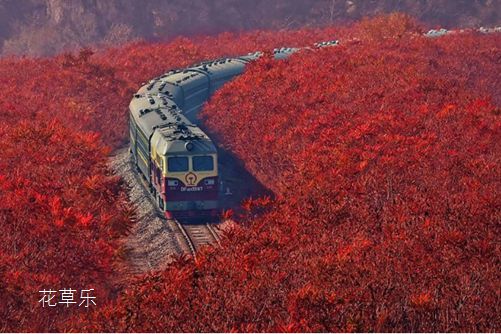 “霸王”火炬树对人有危害吗？皮肤敏感者一定要远离火炬树